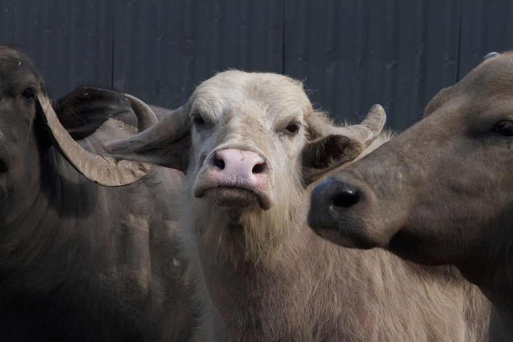 Denis Côté’s ‘Bestiaire’ is a contemplative portrait of wildlife in captivity