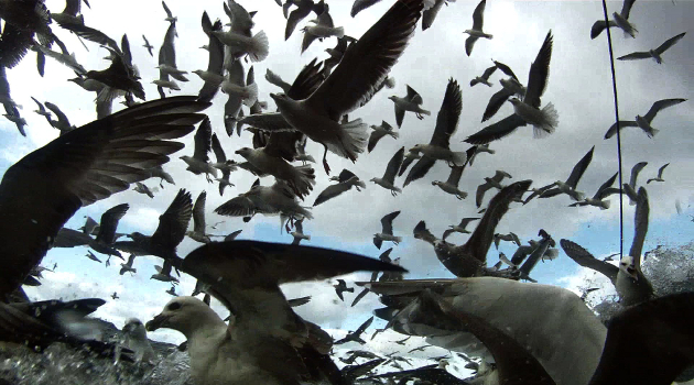 EIFF 2013: ‘Leviathan’ is an immersive sensory experience, depicting a dissonant, alien world