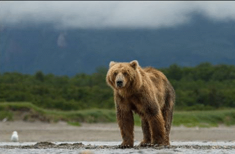 ‘Bears’ a gorgeous but untrustworthy new documentary from Disneynature