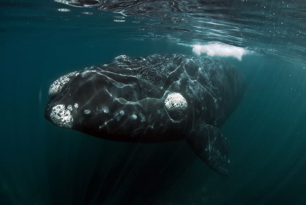 An enormous Right Whale.