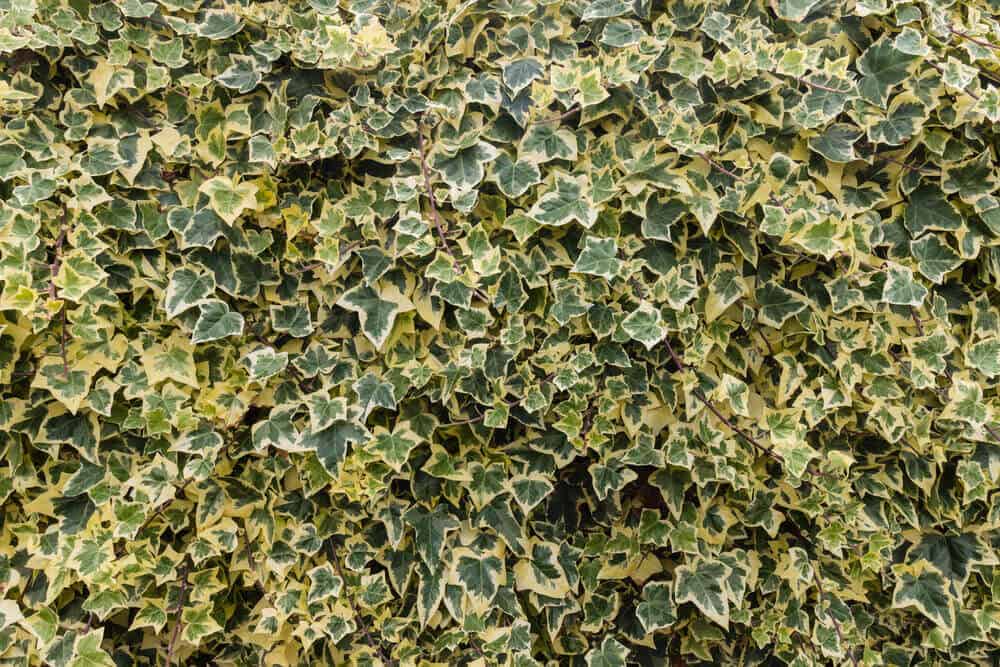 Hedera algeriensis also known as the Algerian Ivy.