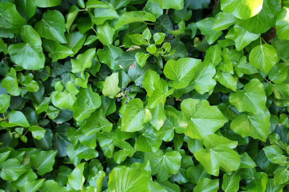 15 Diffe Types Of Ivy Plus Essential Facts Irish Ivy