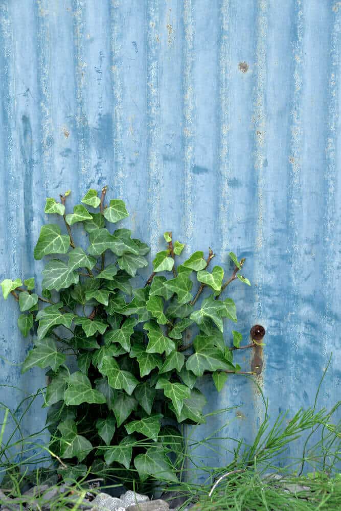 15 Diffe Types Of Ivy Plus Essential Facts Japanese Ivy On A Backyard