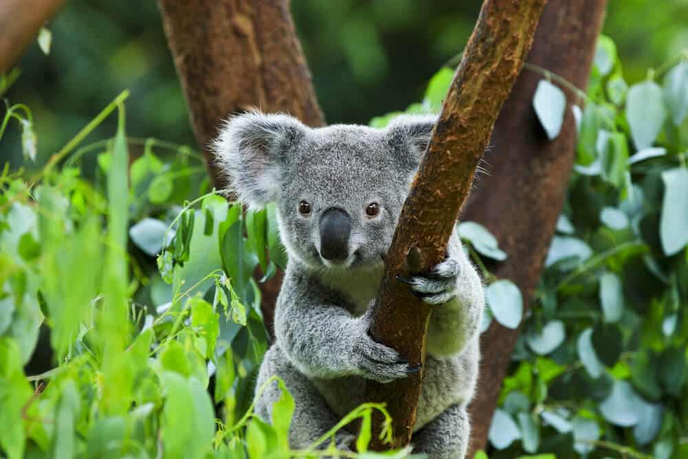 A koala bear clinging on the branch of a tree.
