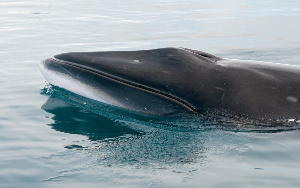 A Minke Whale at the surface of the ocean.