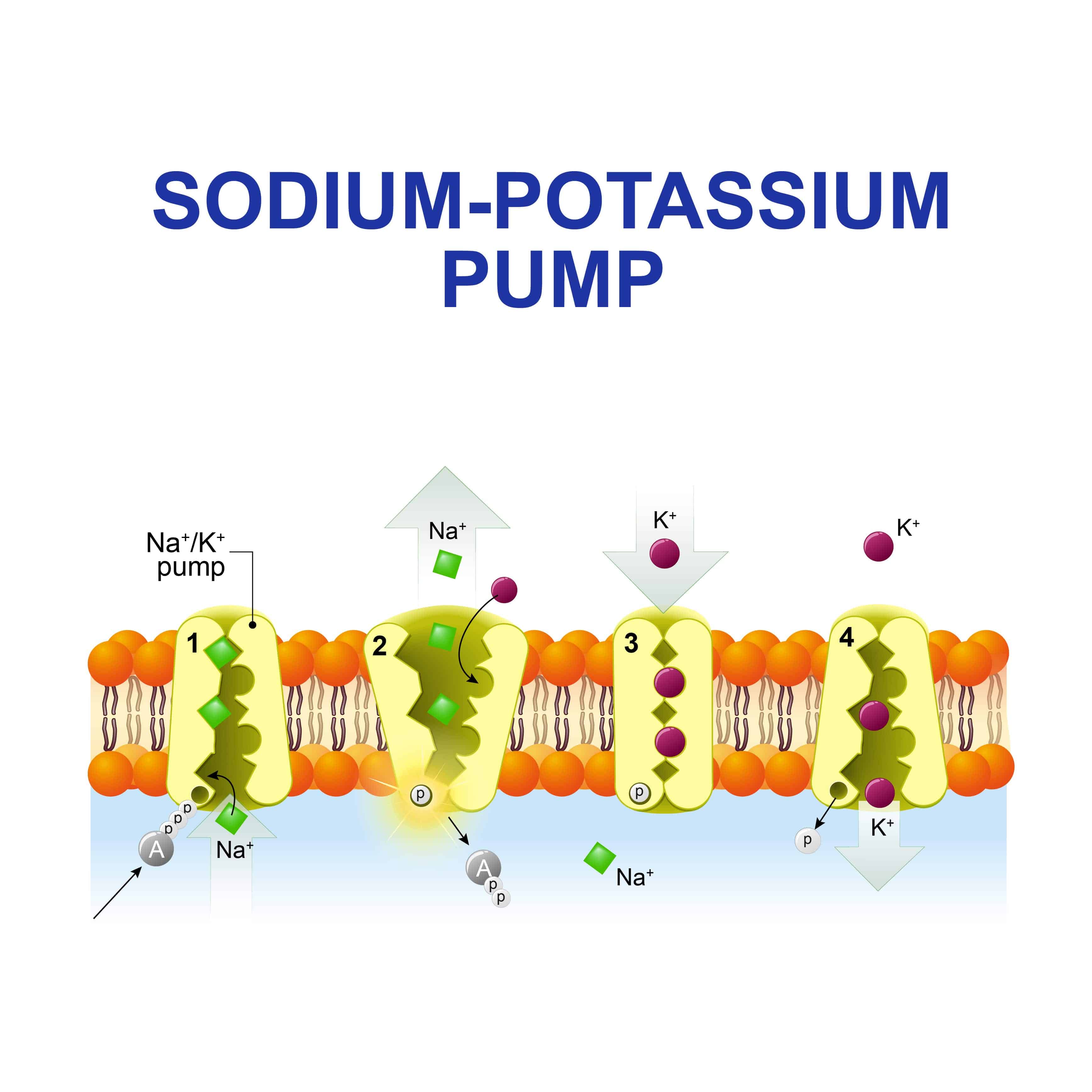 sodium-potassium-pump-transports