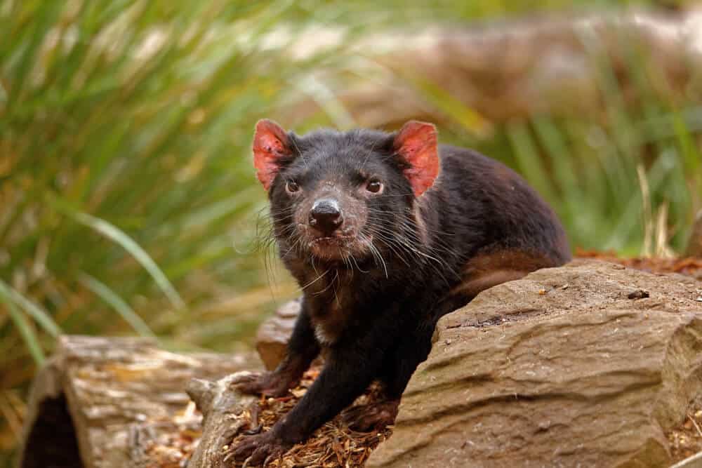 A young Tasmanian devil in motion.