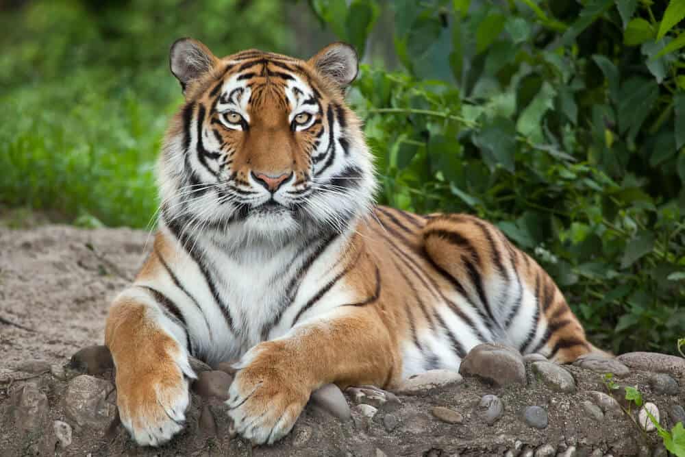 A tiger looking calm in the wild.