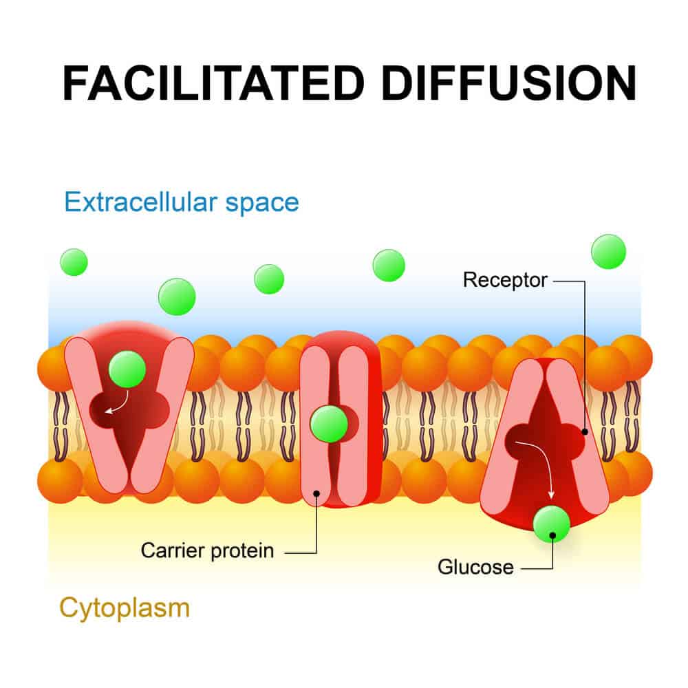 3 Types of Diffusion (Plus Examples for Each)