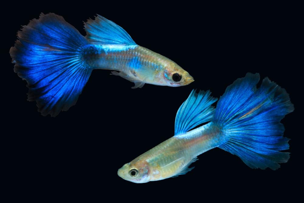44 Different Types Of Guppies Plus Fun Facts 