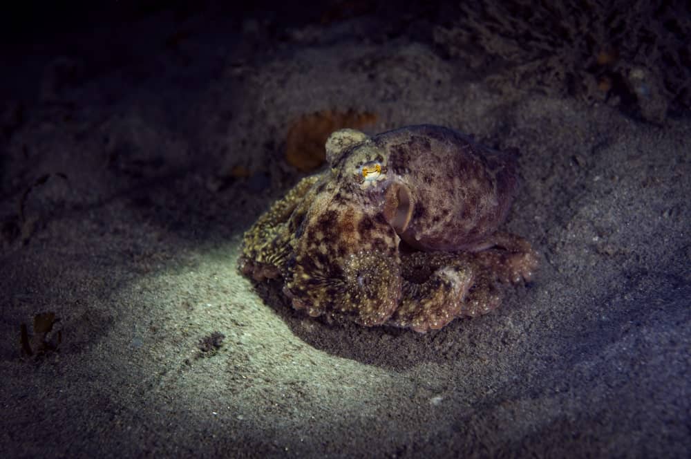 octopus with two moods