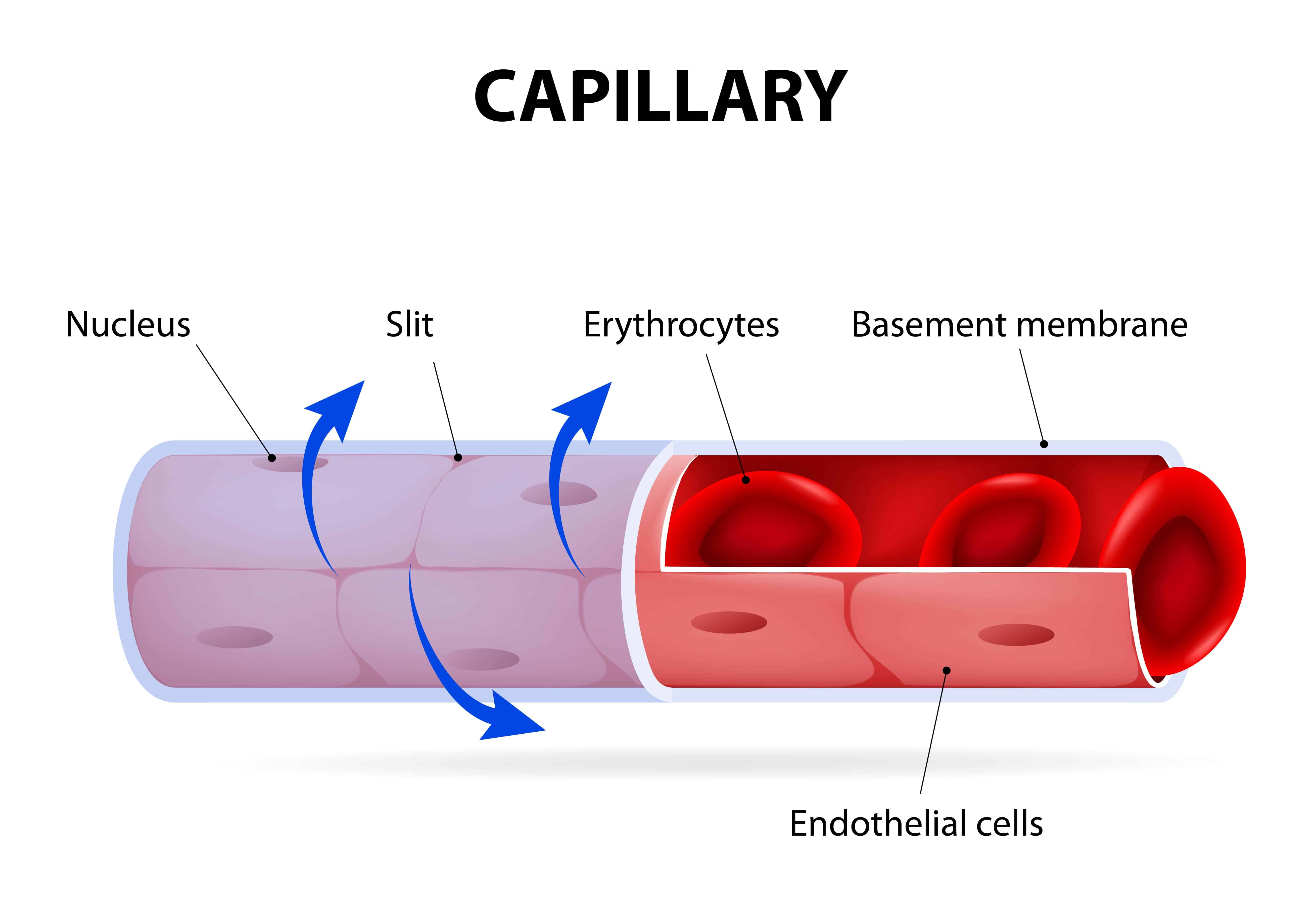 Capillaries Function Anatomy Related Conditions EEKJRM Capillaries Function Anatomy Related Conditions EEKJRM