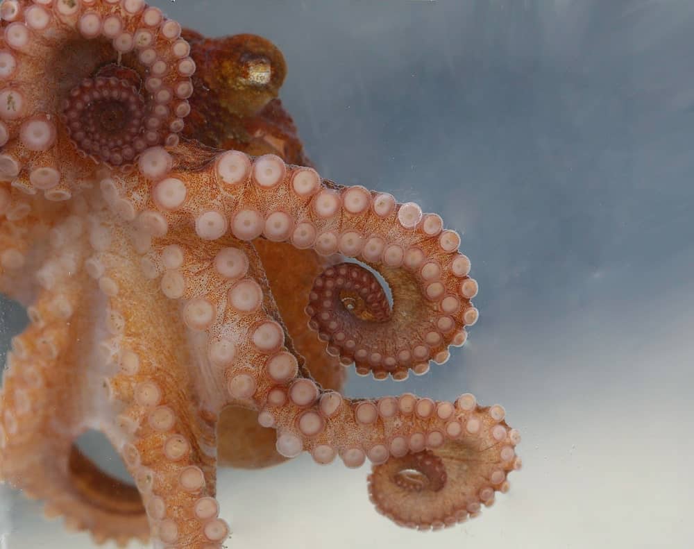 Closeup of East Pacific Red Octopus.