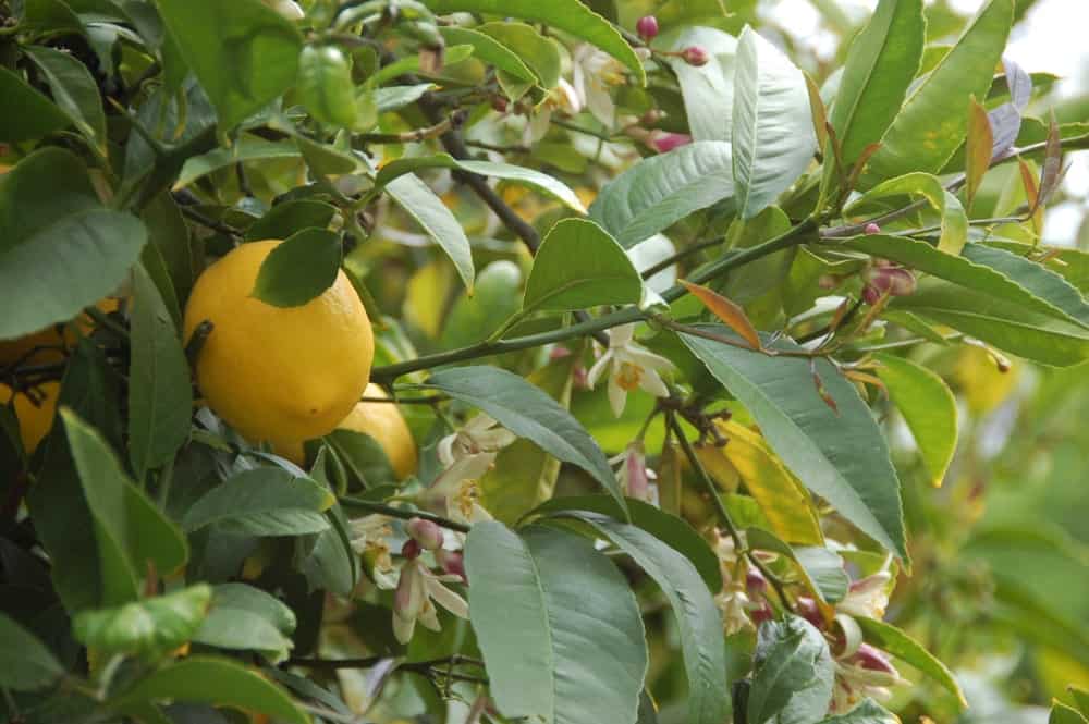 Escondido Lemon hanging from a tree.