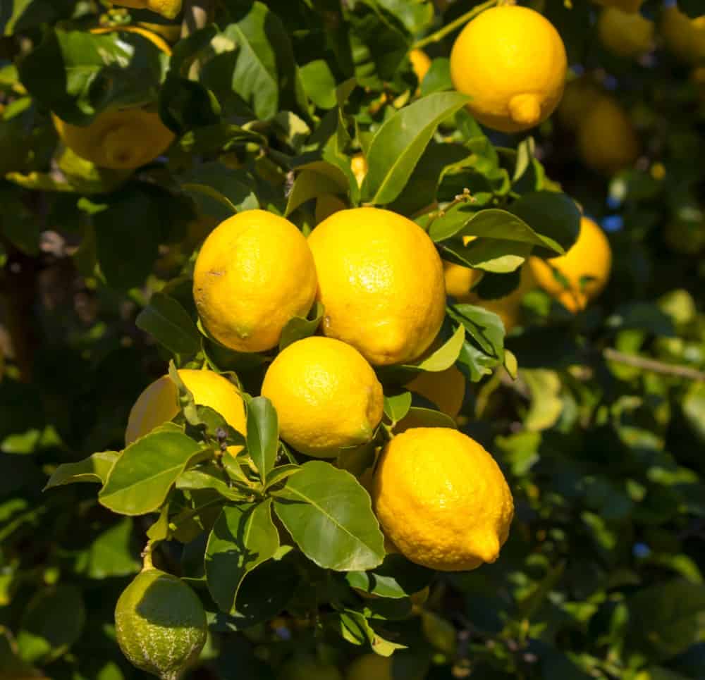 Eureka Lemons hanging from the tree.