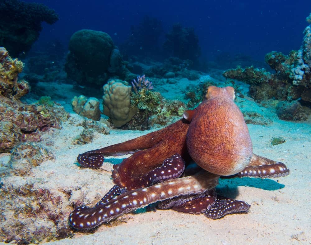 11 Different Types of Octopus (Plus Interesting Facts)