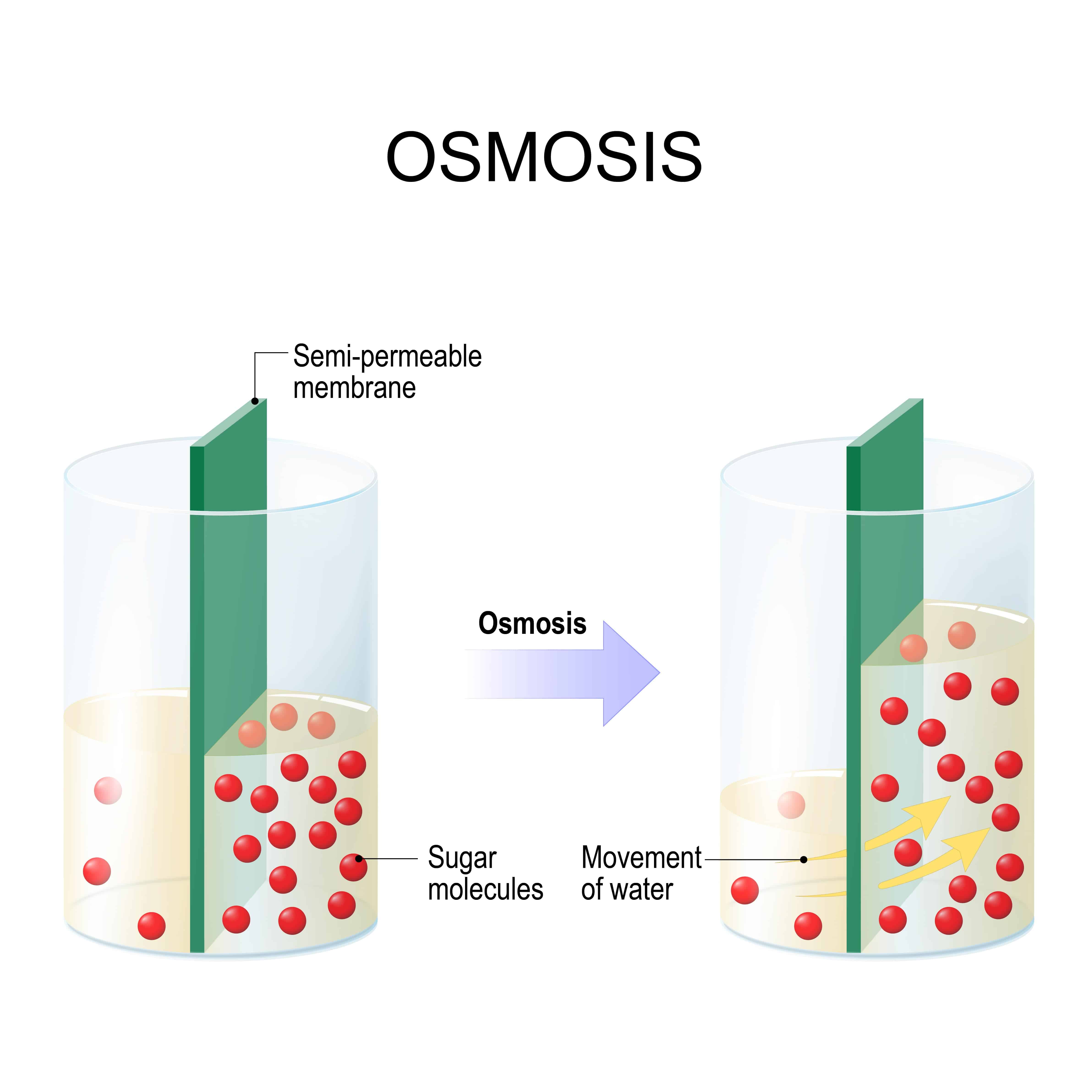 Illustration of Osmosis