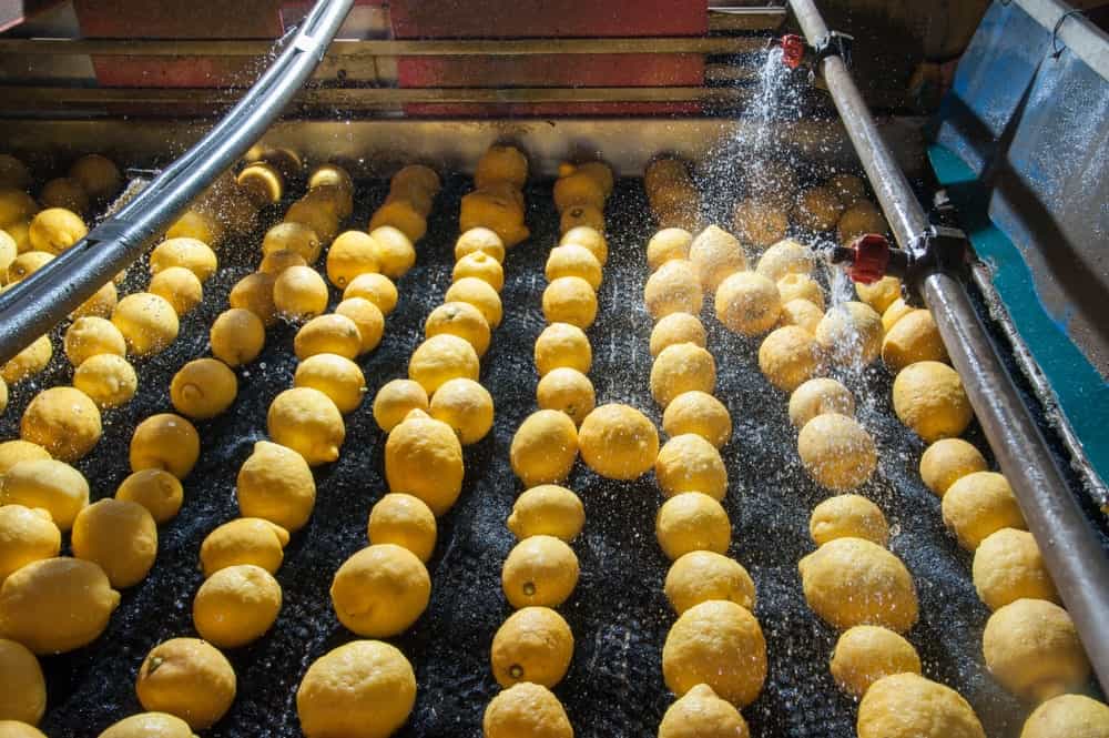 Primofiore Lemons being washed at a production line.