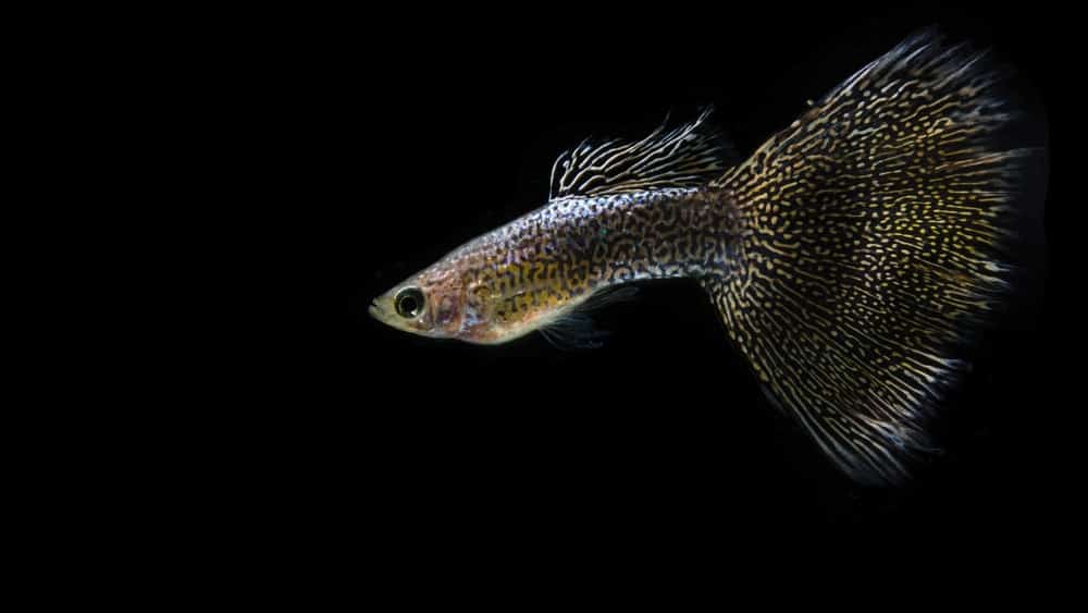 Snakeskin guppy