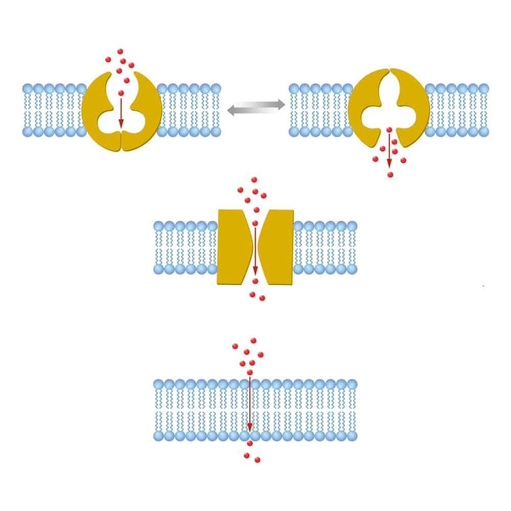4 types of passive transport plus vital facts types of passive transport