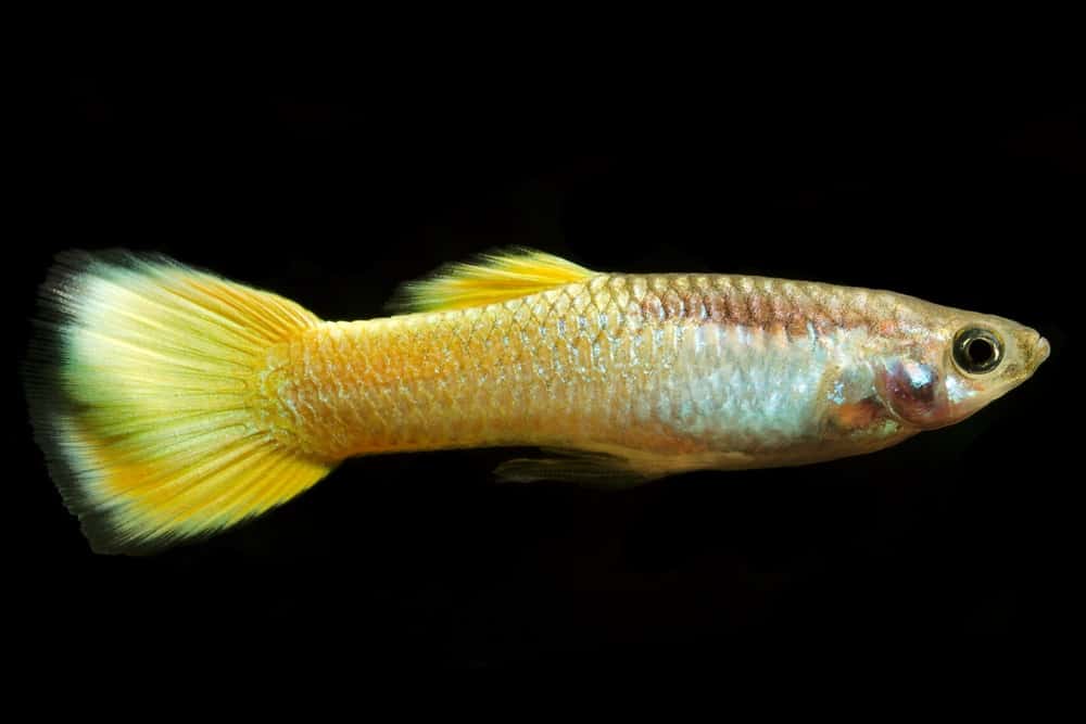 44 Different Types of Guppies (Plus Fun Facts)