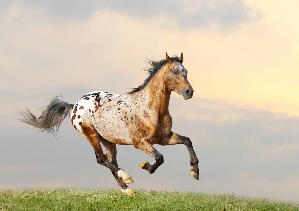 Appaloosa stallion running full tilt in the American West