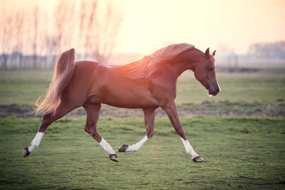 Arabian horse running in the field