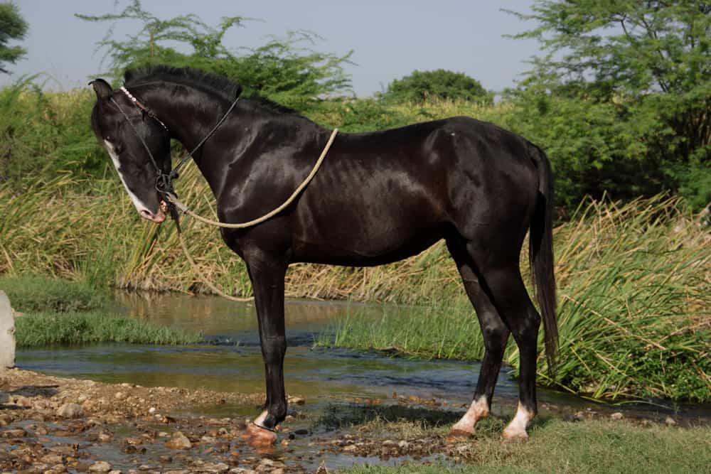 Black Marwari horse