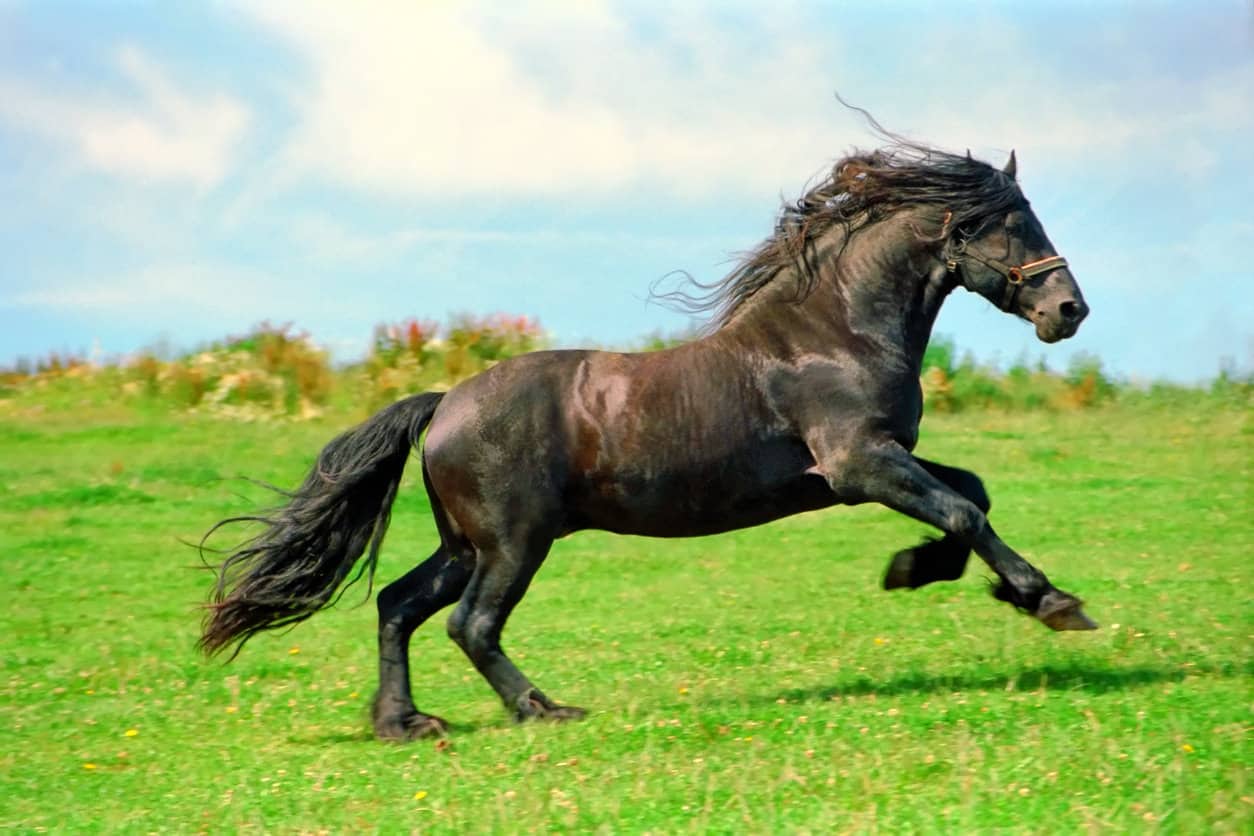 Black Friesian stallion galloping in a field