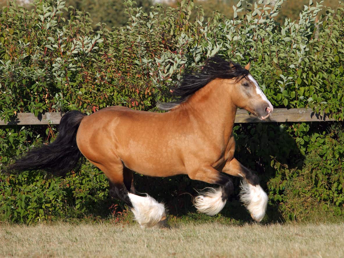 Gypsy Vanner stallion galloping in paddock