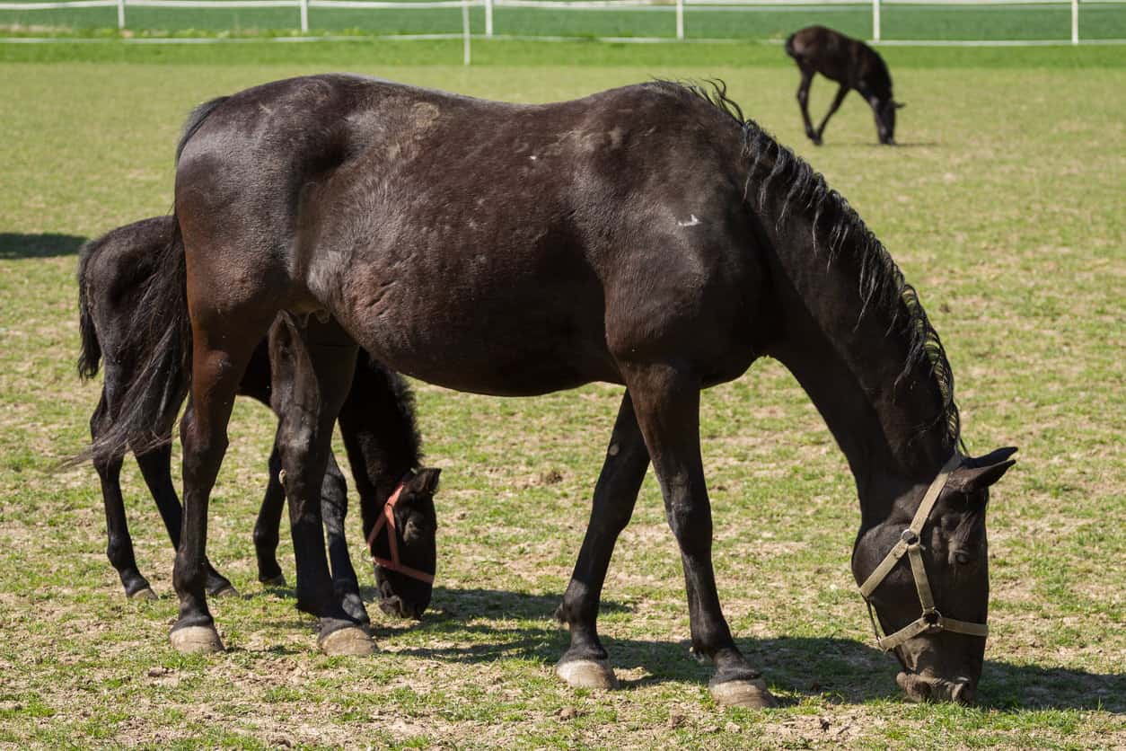 Kladrub horse with foal in a field