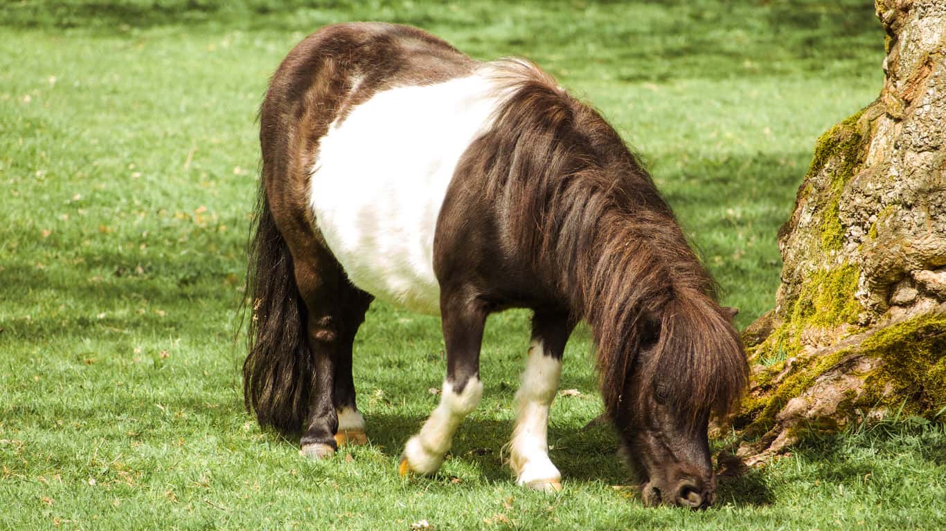 Shetland pony grazing in a field next to a tree.