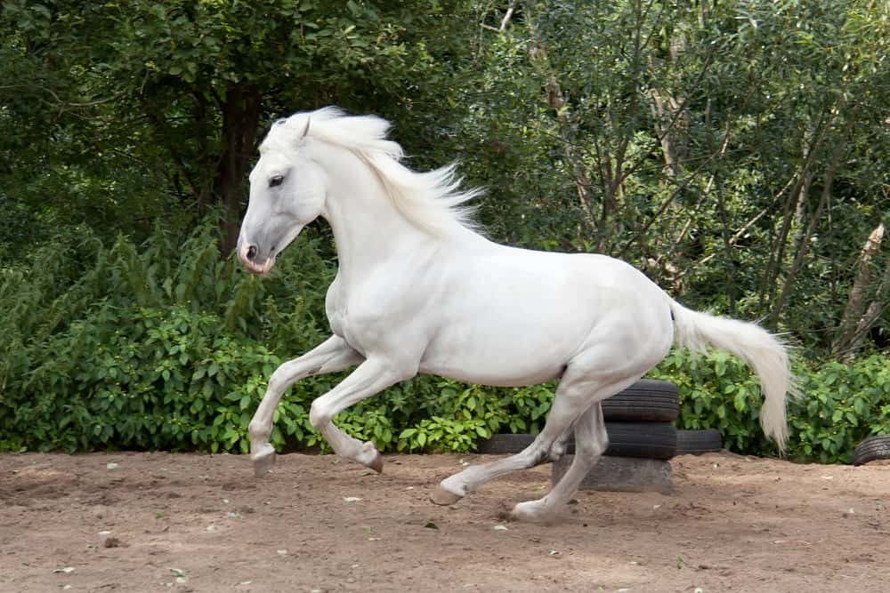 Trotter horse with long white flowing mane