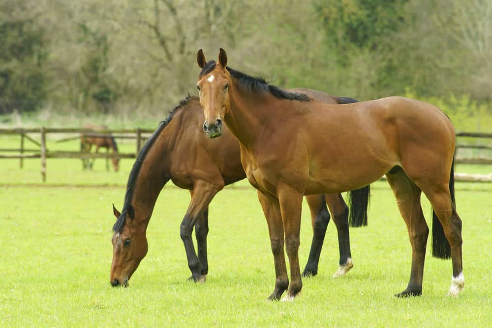 Thoroughbred horses grazing in a field