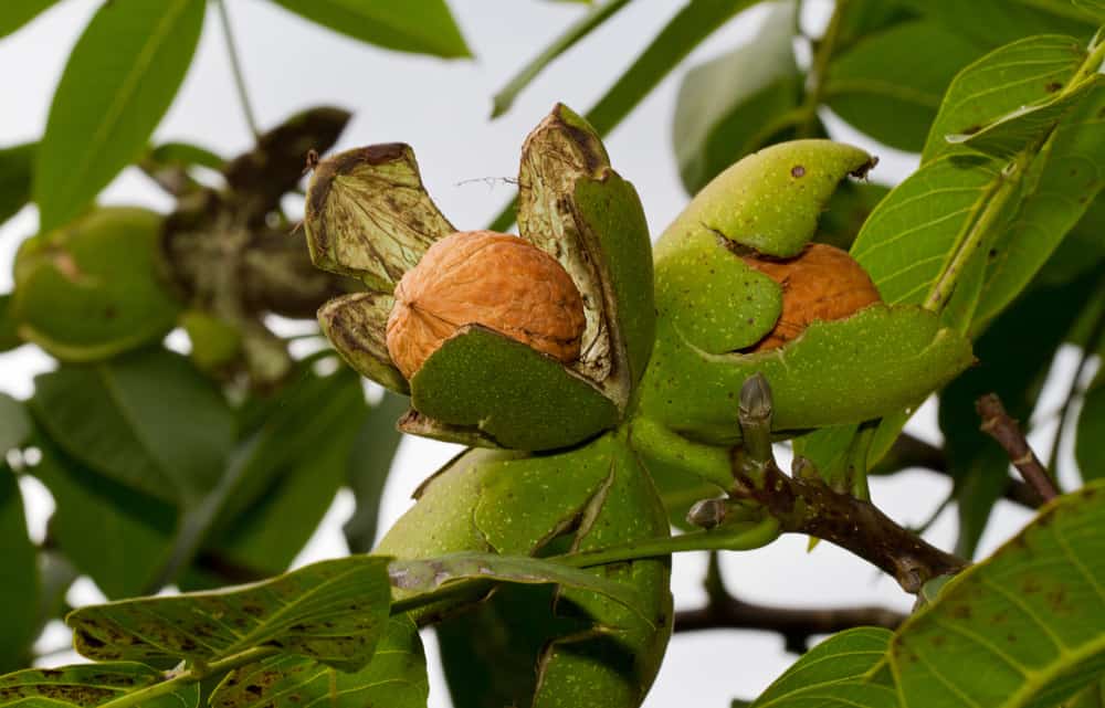 Walnuts growing on the tree.