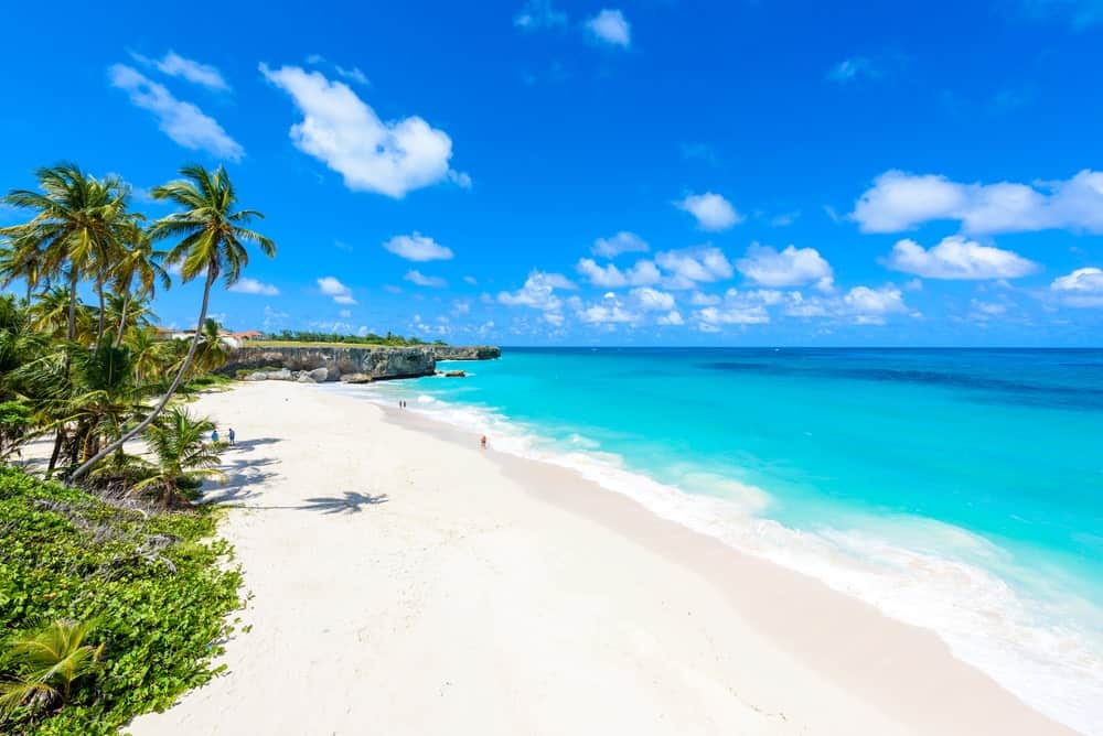White sand and palm trees in Barbados beach.
