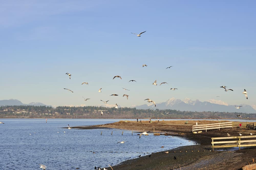 Blackie's Spit which is a beach peninsula at Crescent Beach in South Surrey, BC