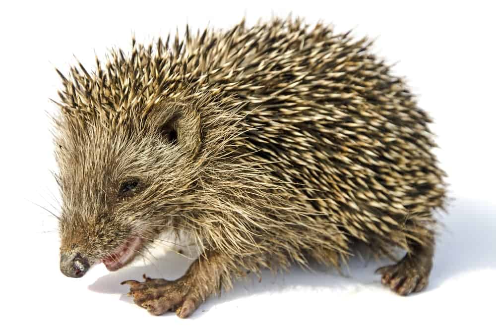 17 Different Types of Hedgehogs (Plus Fun Facts)