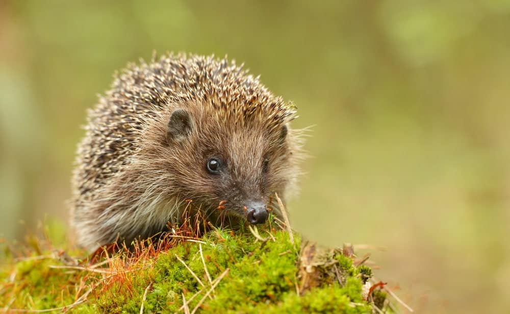 Hedgehog in the wild
