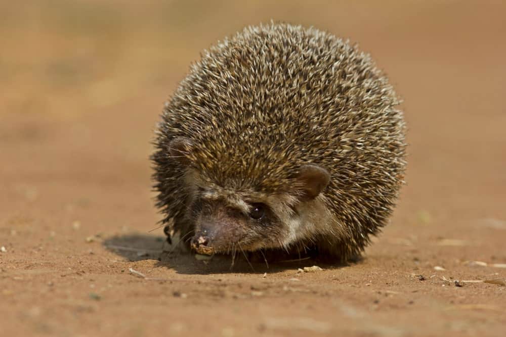 Indian hedgehog