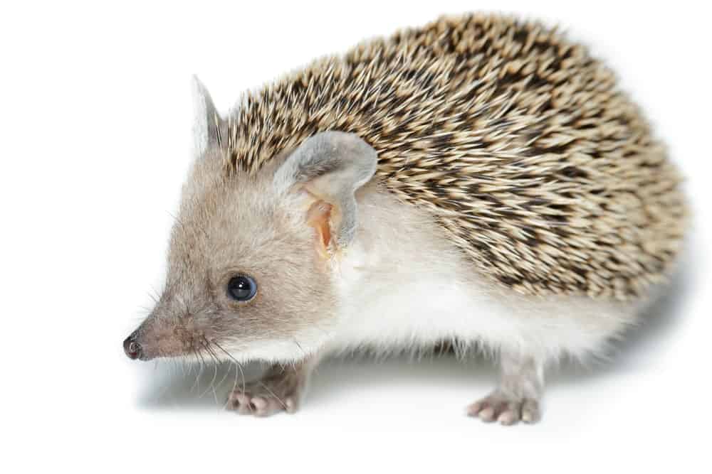 17 Different Types of Hedgehogs (Plus Fun Facts)