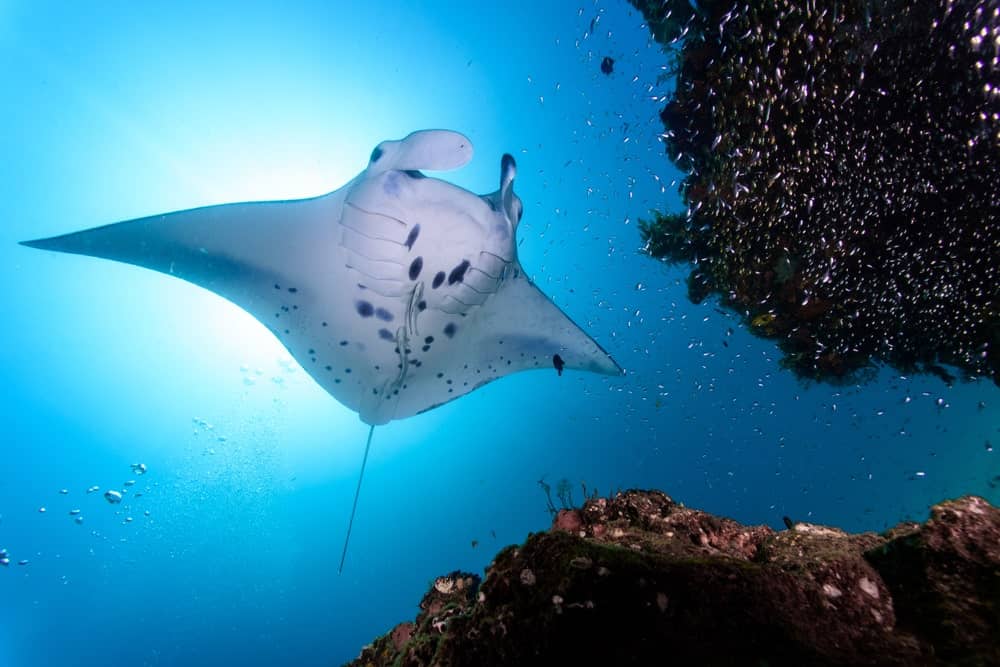 11 Different Types of Stingrays (Plus Interesting Facts)