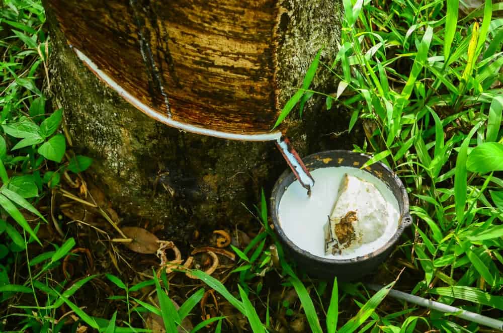 Milking of rubber tree