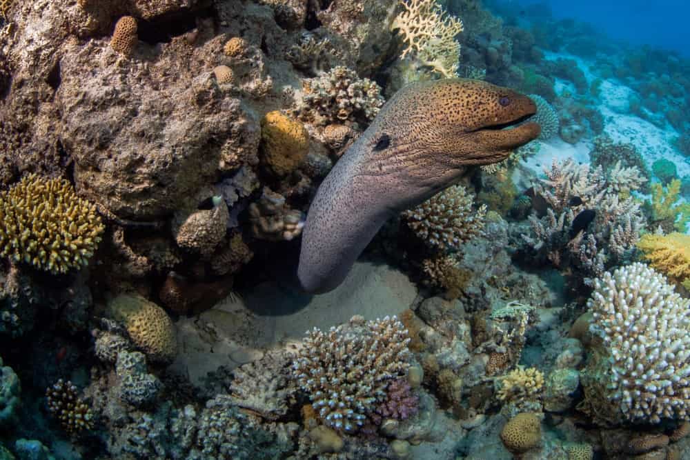 Saltwater eel