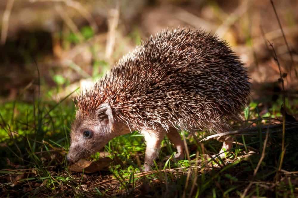 Southern white-breasted hedgehog