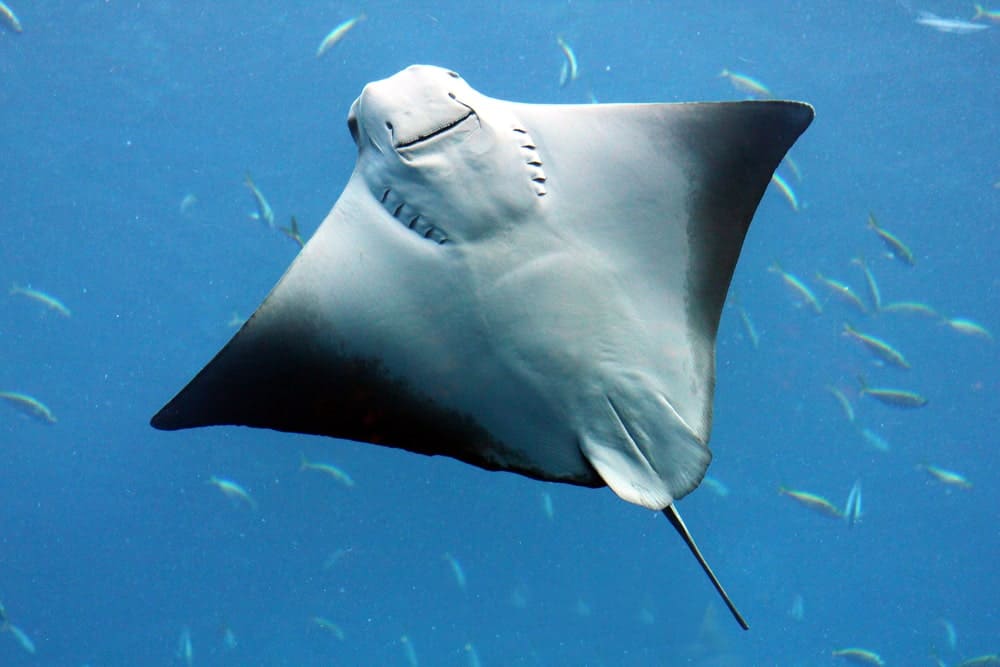 11 Different Types of Stingrays (Plus Interesting Facts)