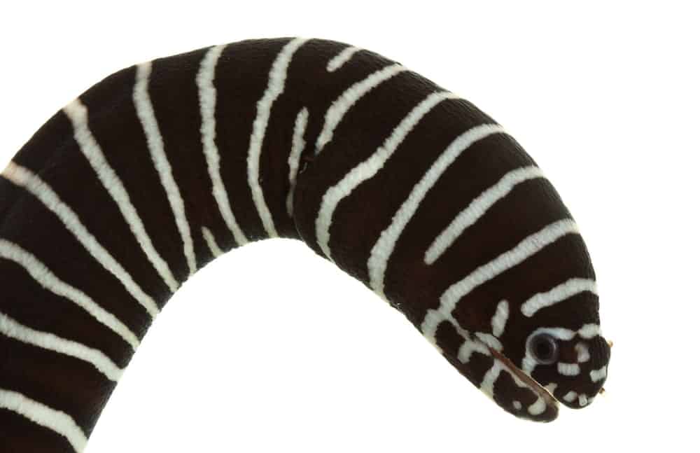 Zebra moray eel