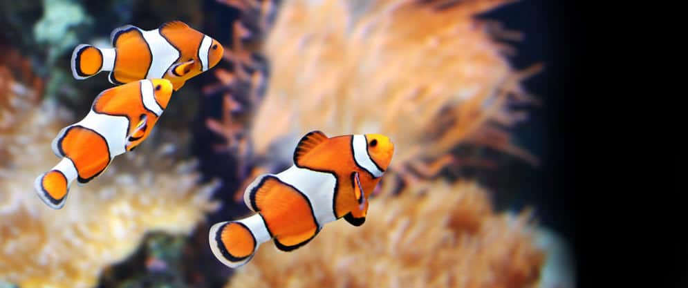 19 of the Best Online Fish Stores (for aquarium fish)