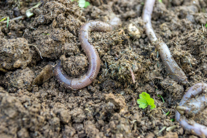 9 Different Types of Earthworms Plus Fascinating Facts