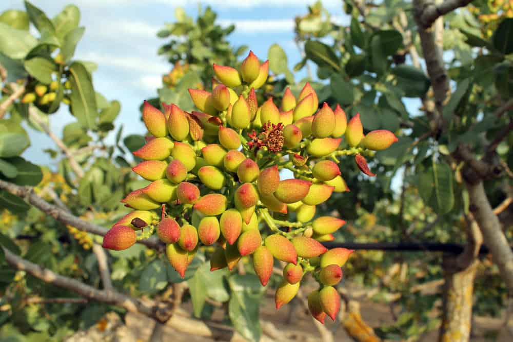 Pistachio tree